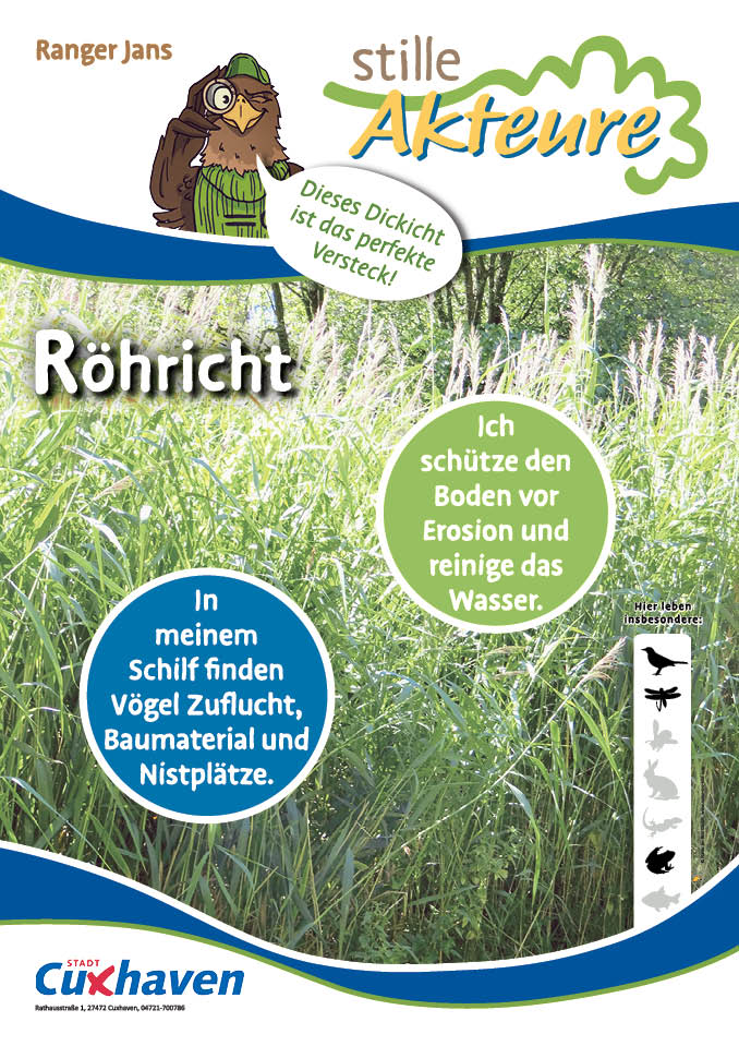 Plakat zum Thema Röhricht
